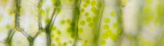 Maximise Your Mitochondria: The Key to Energy, Detox, and Longevity