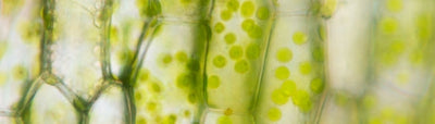 Maximise Your Mitochondria: The Key to Energy, Detox, and Longevity