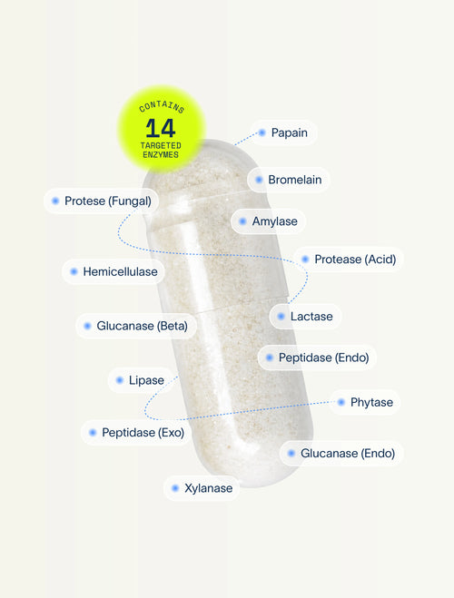Digestive Enzymes