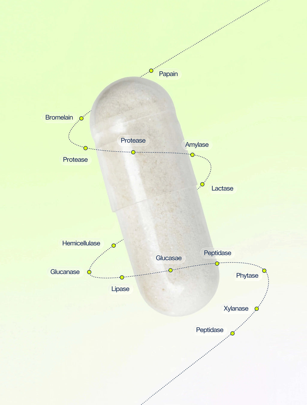 Digestive Enzymes