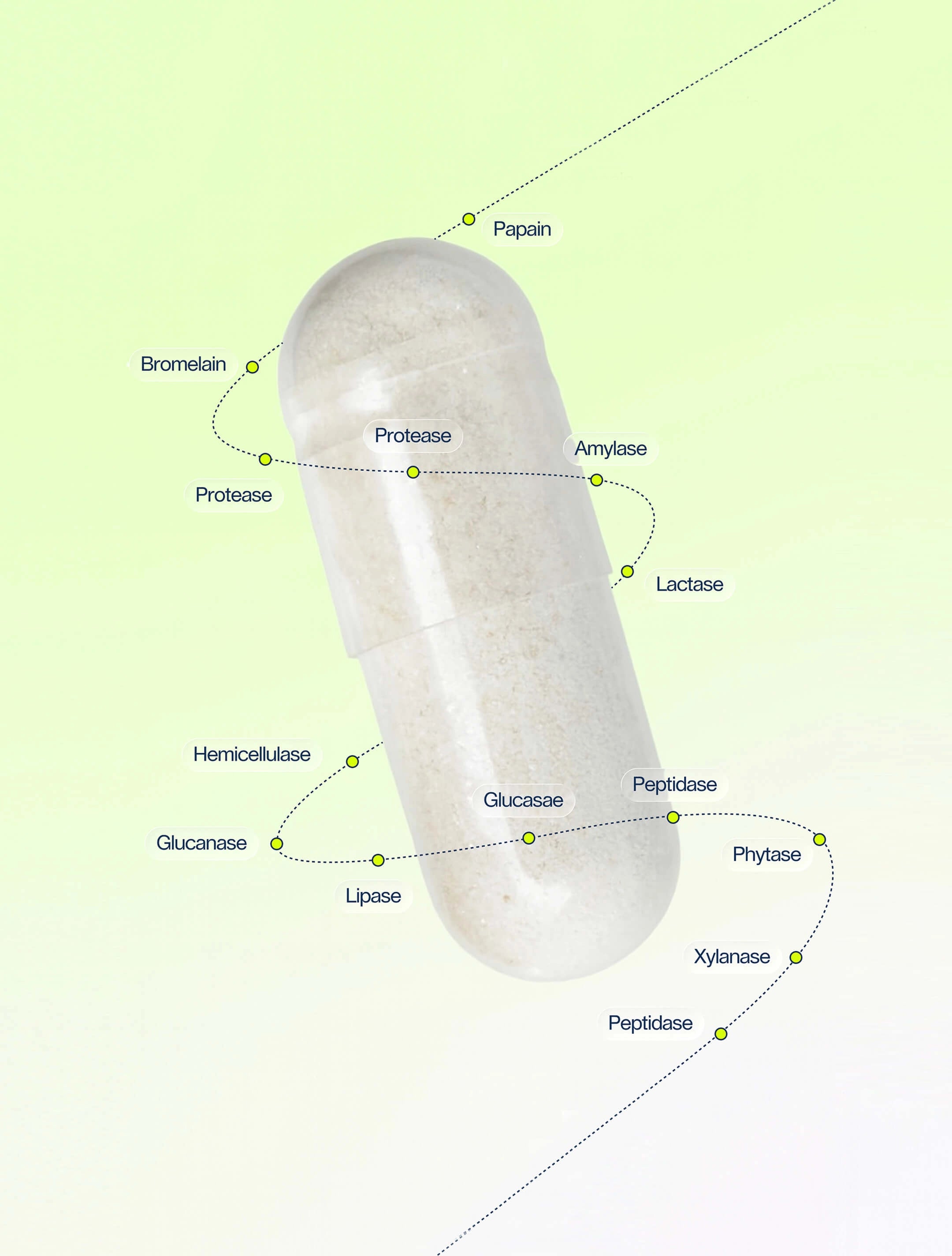 Digestive Enzymes